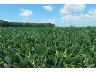 Farmland in Benton & Boone Counties, Indiana - LAND AUCTION - 118.5+/- ACRES IN 3 TRACTS IN BENTON & BOONE COUNTIES, INDIANA
